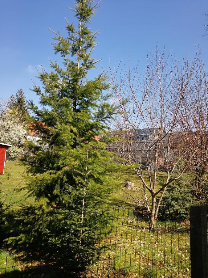 Kleines Studio Im Eichenwaeldchen, 1 Zimmer Kueche Bad Friedrichsgrun Exterior photo